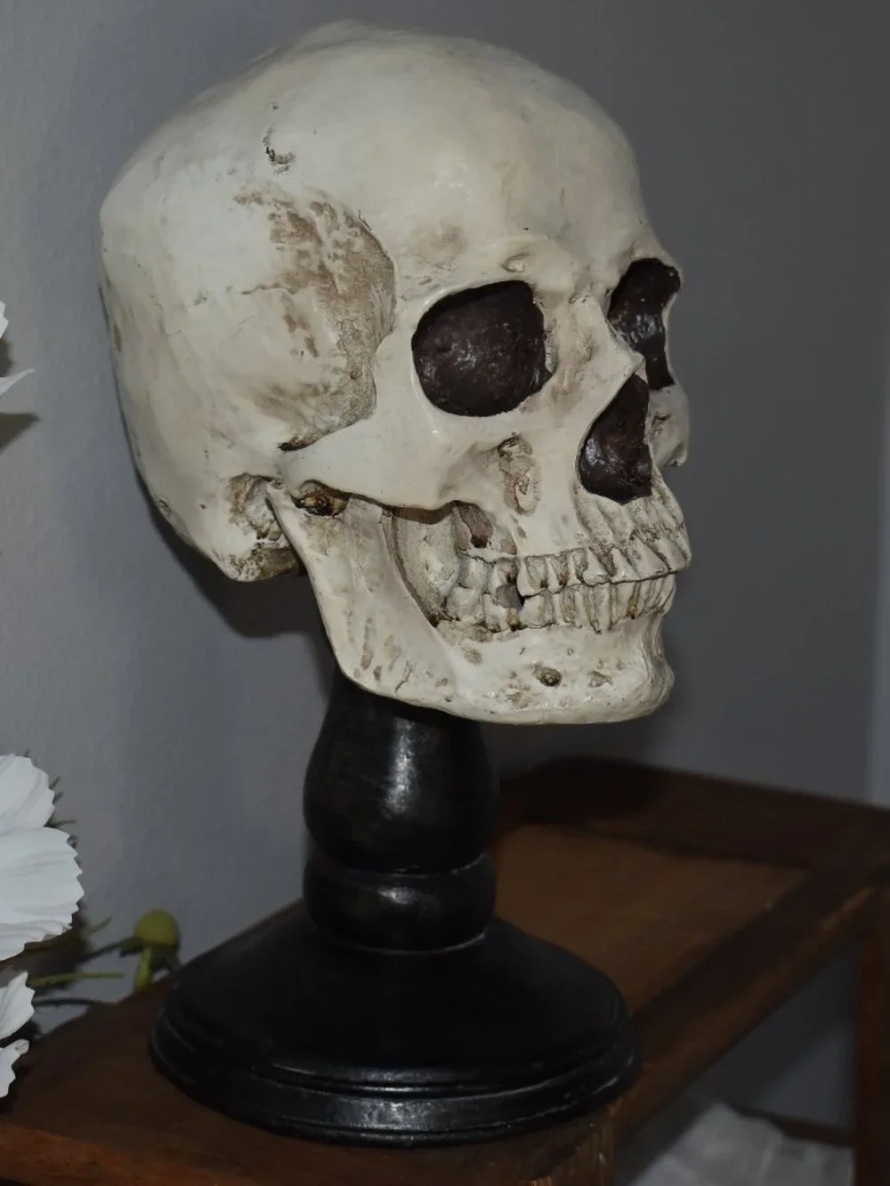 Gothic Horror Realistic Skeleton Skull on Pedestal Spooky Halloween Decor